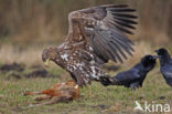 Zeearend (Haliaeetus albicilla)