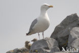 Zilvermeeuw (Larus argentatus)