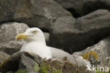 Zilvermeeuw (Larus argentatus)