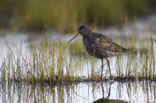 Zwarte Ruiter (Tringa erythropus)