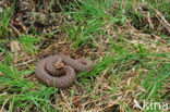 Adder (Vipera berus) 