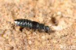 Anotylus rugosus