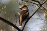 Appelvink (Coccothraustes coccothraustes)