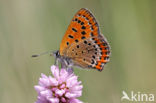 Violet Copper (Lycaena helle)