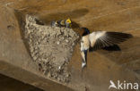 Boerenzwaluw (Hirundo rustica) 