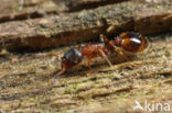 Boomslankmier (Leptothorax affinis)