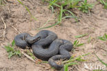 Bosnische adder (Vipera berus bosniensis)