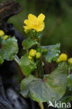 Dotterbloem (Caltha palustris)