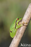 Europese boomkikker (Hyla arborea) 