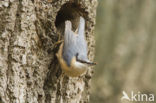 Europese Boomklever (Sitta europaea)