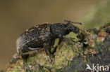 black vine weevil (Otiorhynchus sulcatus)