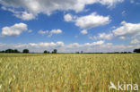 Gerst (Hordeum vulgare)