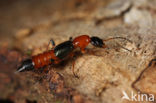 Gewone oeverkortschildkever (Paederus riparius)