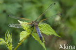 Gewone oeverlibel (Orthetrum cancellatum)