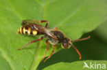 Gewone wespbij (Nomada flava)