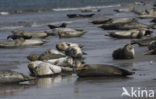 Grijze zeehond