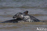 Grijze zeehond