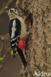 Grote Bonte Specht (Dendrocopos major)