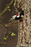 Grote Bonte Specht (Dendrocopos major)