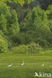 Grote zilverreiger (Casmerodius albus)