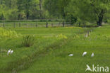 Grote zilverreiger (Casmerodius albus)