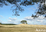 Grove den (Pinus sylvestris)