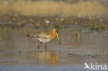 Grutto (Limosa limosa) 