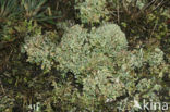 Hamerblaadje (Cladonia strepsilis) 