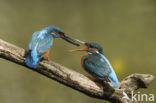 IJsvogel (Alcedo atthis)