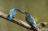 IJsvogel (Alcedo atthis)