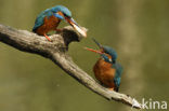 IJsvogel (Alcedo atthis)