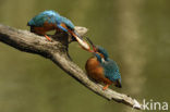 IJsvogel (Alcedo atthis)