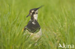 Kievit (Vanellus vanellus)