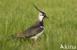 Kievit (Vanellus vanellus)