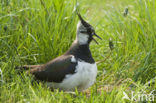 Kievit (Vanellus vanellus)