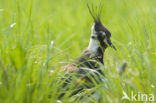 Kievit (Vanellus vanellus)