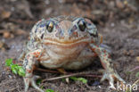 Knoflookpad (Pelobates fuscus) 