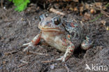 Knoflookpad (Pelobates fuscus) 