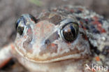 Knoflookpad (Pelobates fuscus) 