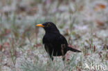 Merel (Turdus merula)