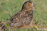 Oehoe (Bubo bubo)