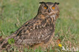 Oehoe (Bubo bubo)