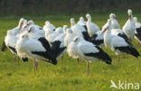 Ooievaar (Ciconia ciconia)