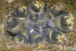 Pimpelmees (Parus caeruleus)