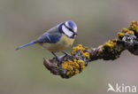 Pimpelmees (Parus caeruleus)