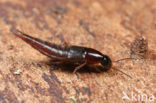 Quedius maurorufus