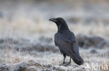 Raaf (Corvus corax) 