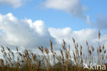 Riet (Phragmites australis)