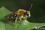 Roodgatje (Andrena haemorrhoa)