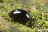 Scaphisoma agaricinum